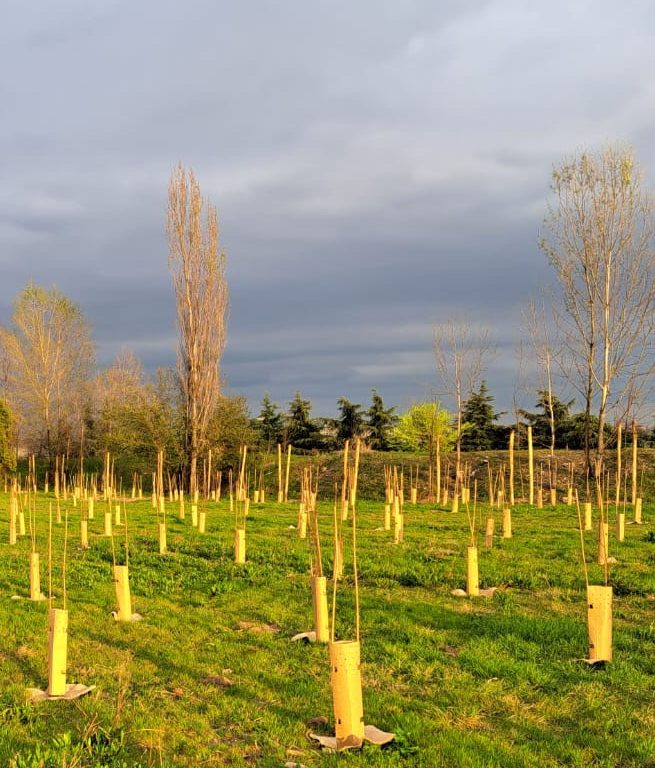 Lavori forestali e piantumazioni